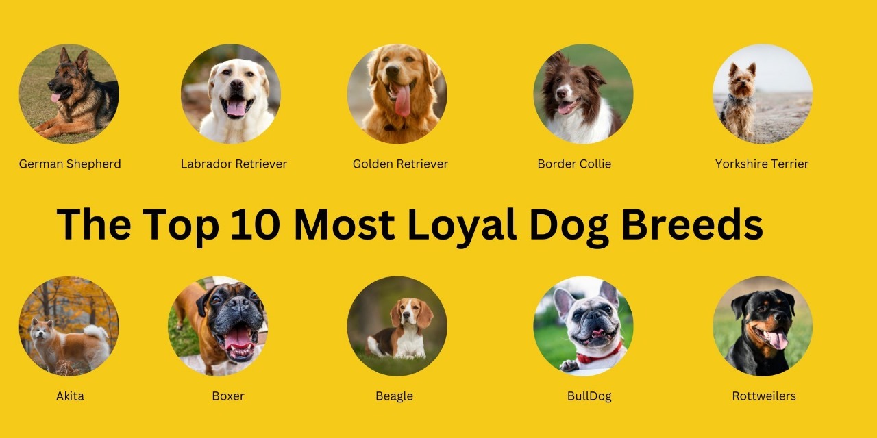 The Top 10 Most Loyal Dog Breeds - Sweet Cute Pets