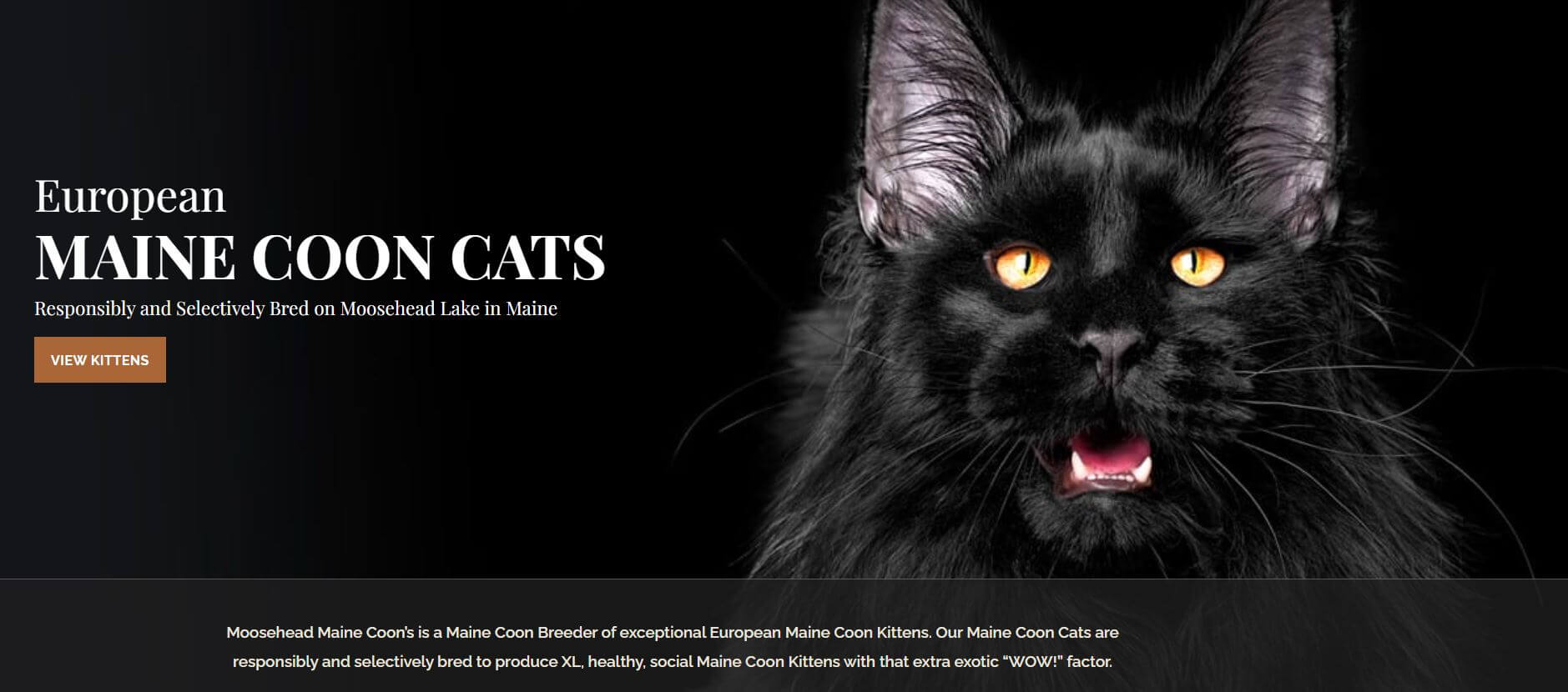 Latest List of 10+ Best Maine Coon Breeders in New England Sweet Cute Pets