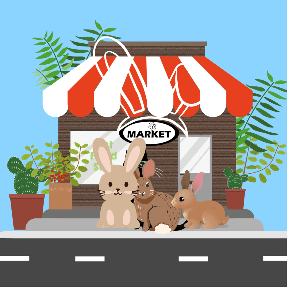 A Guide On Where to Find LongEared Rabbits for Sale Sweet Cute Pets