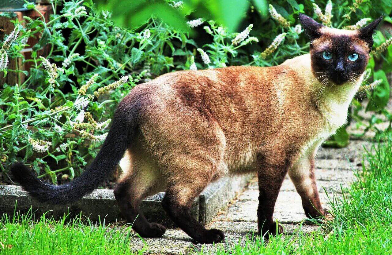 Here Are The 6 Best Outdoor Cat Breeds For Travelling Sweet Cute Pets