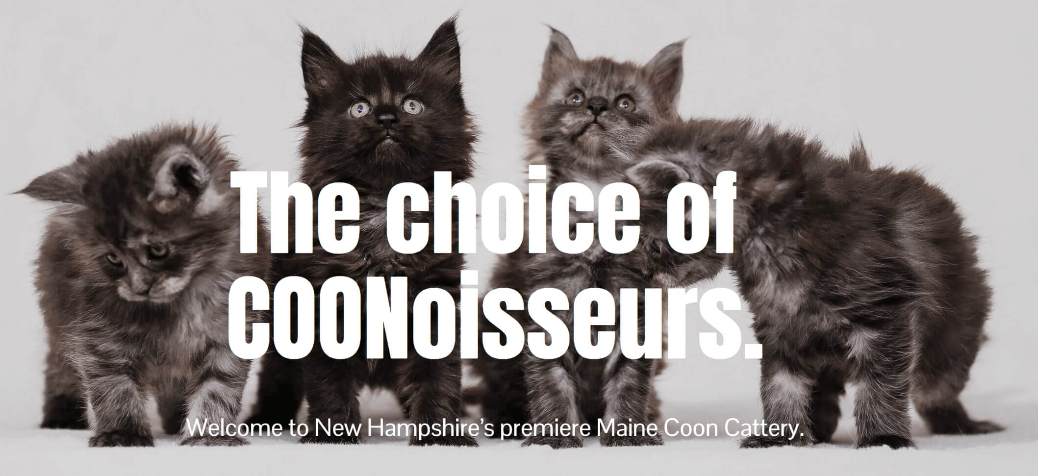 Latest List of 10+ Best Maine Coon Breeders in New England Sweet Cute Pets