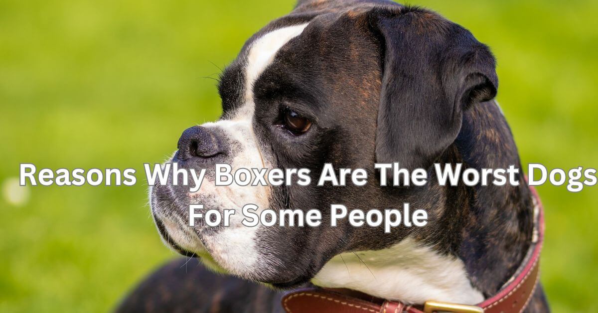 Here Are 10 Reasons Why Boxers Are The Worst Dogs For Some People