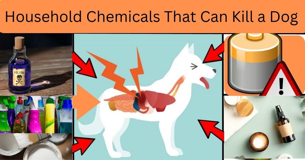 What Household Items Can Kill a Dog Instantly? Sweet Cute Pets