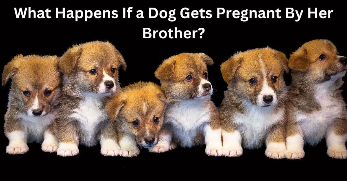What Happens If a Dog Gets Pregnant By Her Brother? Sweet Cute Pets