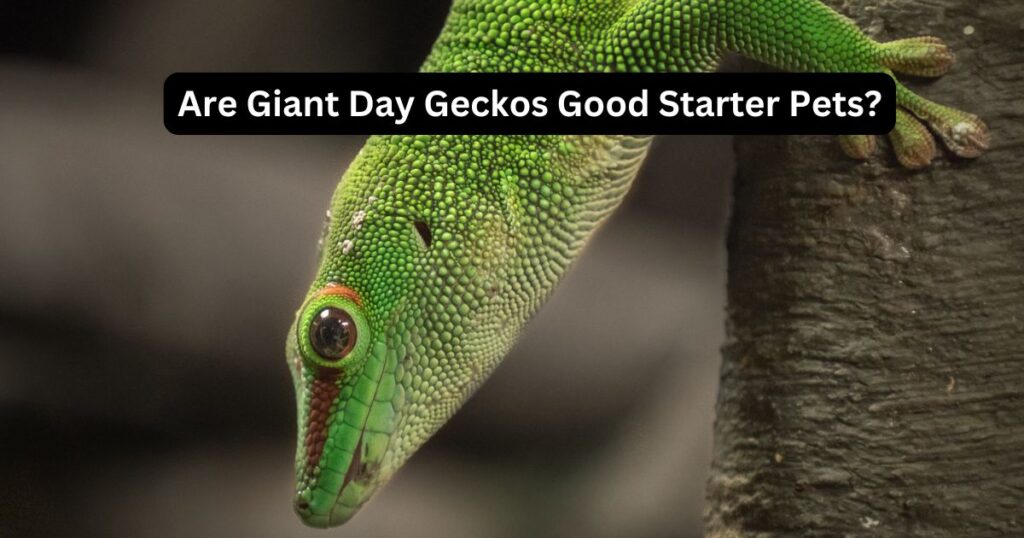 Are Giant Day Geckos Good Starter Pets