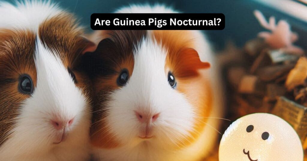 Are Guinea Pigs Nocturnal