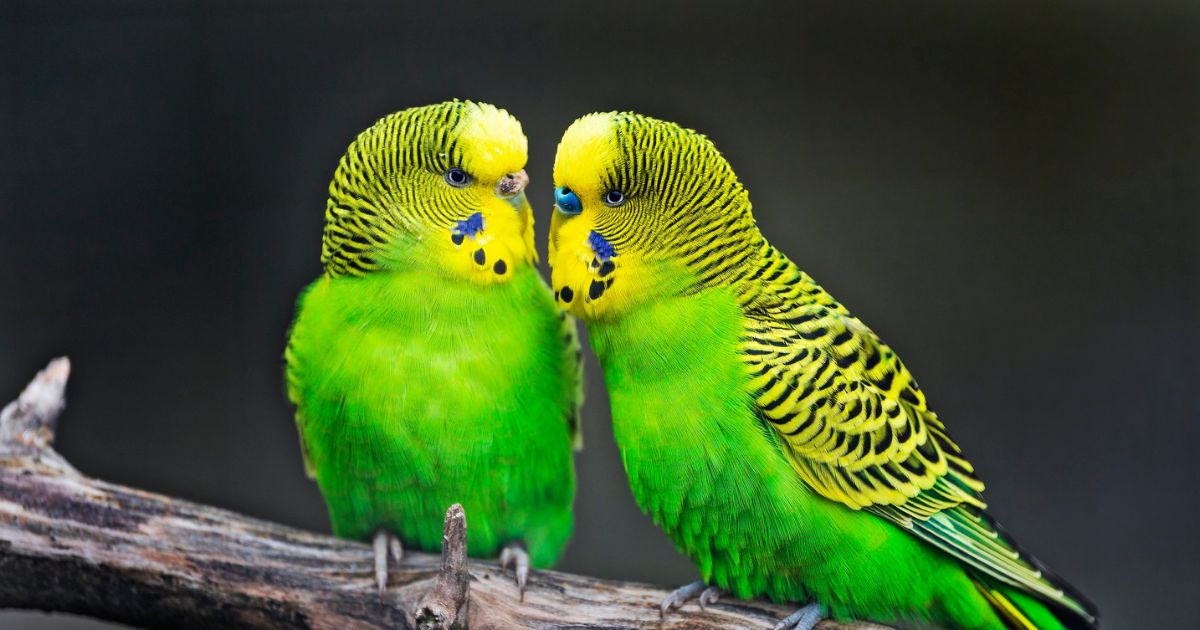 Budgies as Best Bird to Keep as a Pet