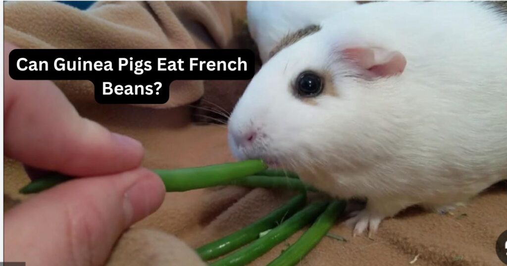 Can Guinea Pigs Eat French Beans