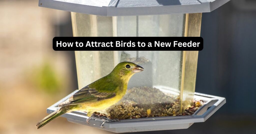 How to Attract Birds to a New Feeder