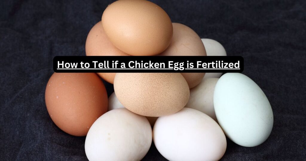 How to Tell if a Chicken Egg is Fertilized