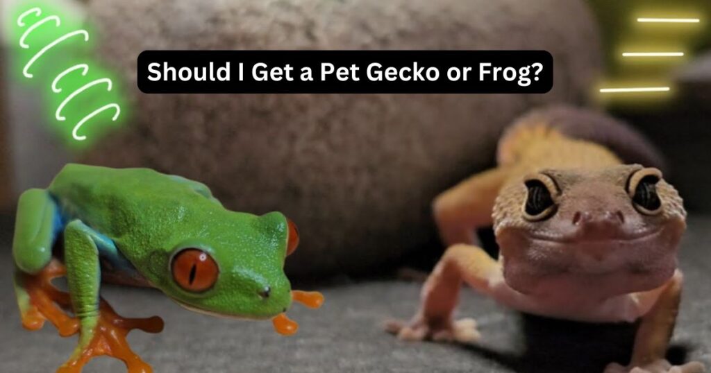 Should I Get a Pet Gecko or Frog