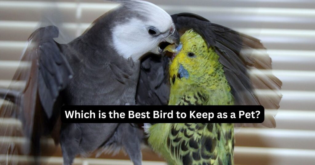 Which is the Best Bird to Keep as a Pet